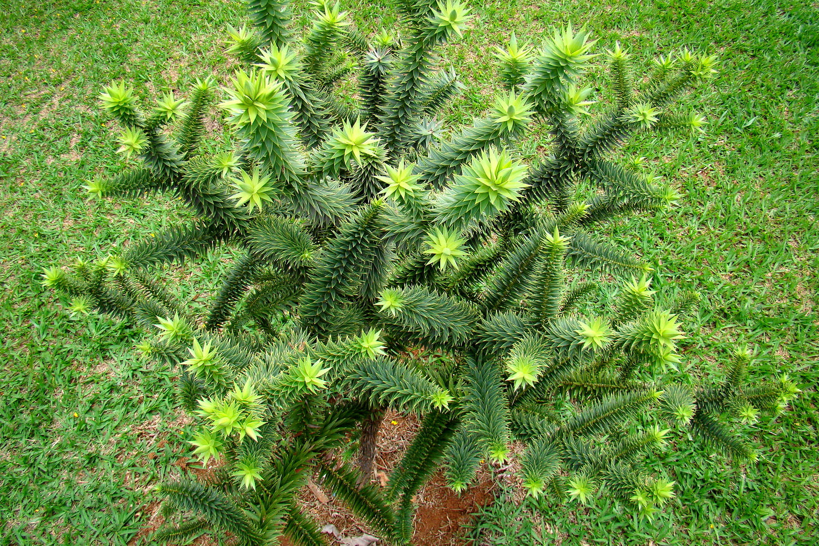 растение араукария
