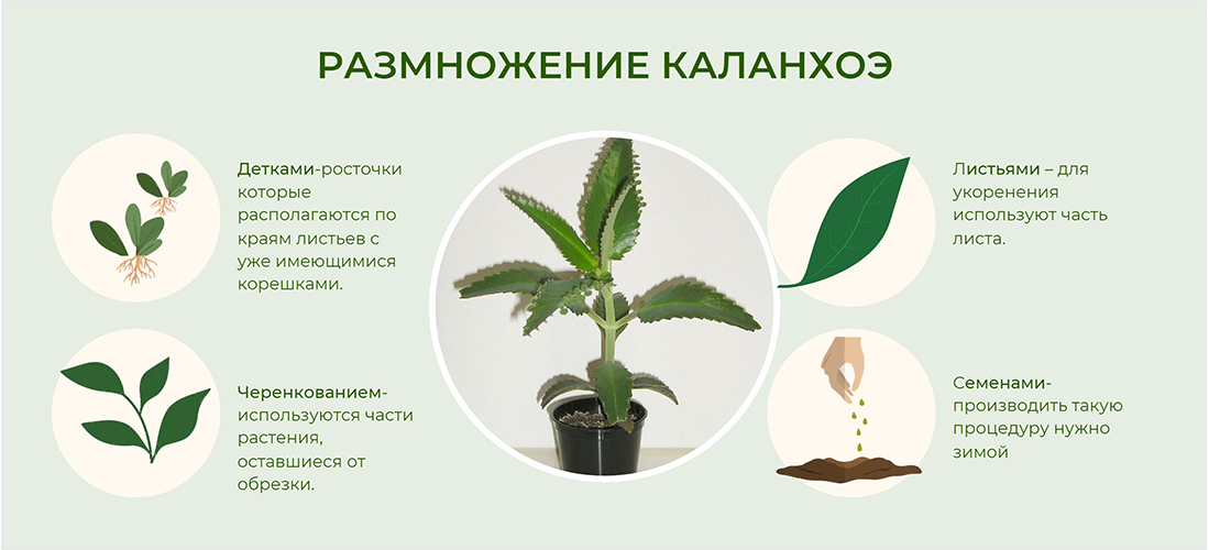Лекарственный цветок Каланхоэ: свойства, описание, уход и размножение