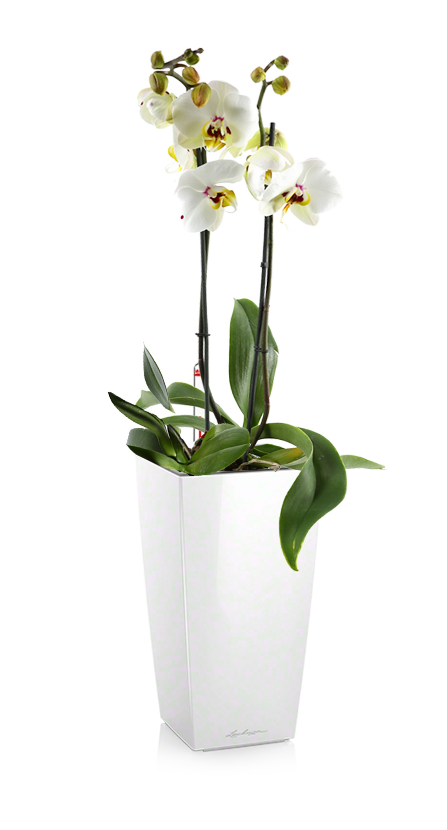 Что символизирует цветок Орхидея в доме, в подарок?