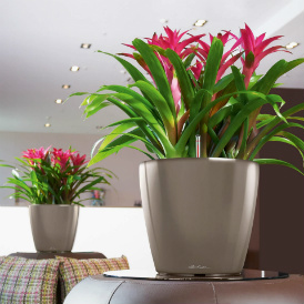 Цветущие комнатные растения купить в москве с доставкой цветы с доставкой ярославль цены