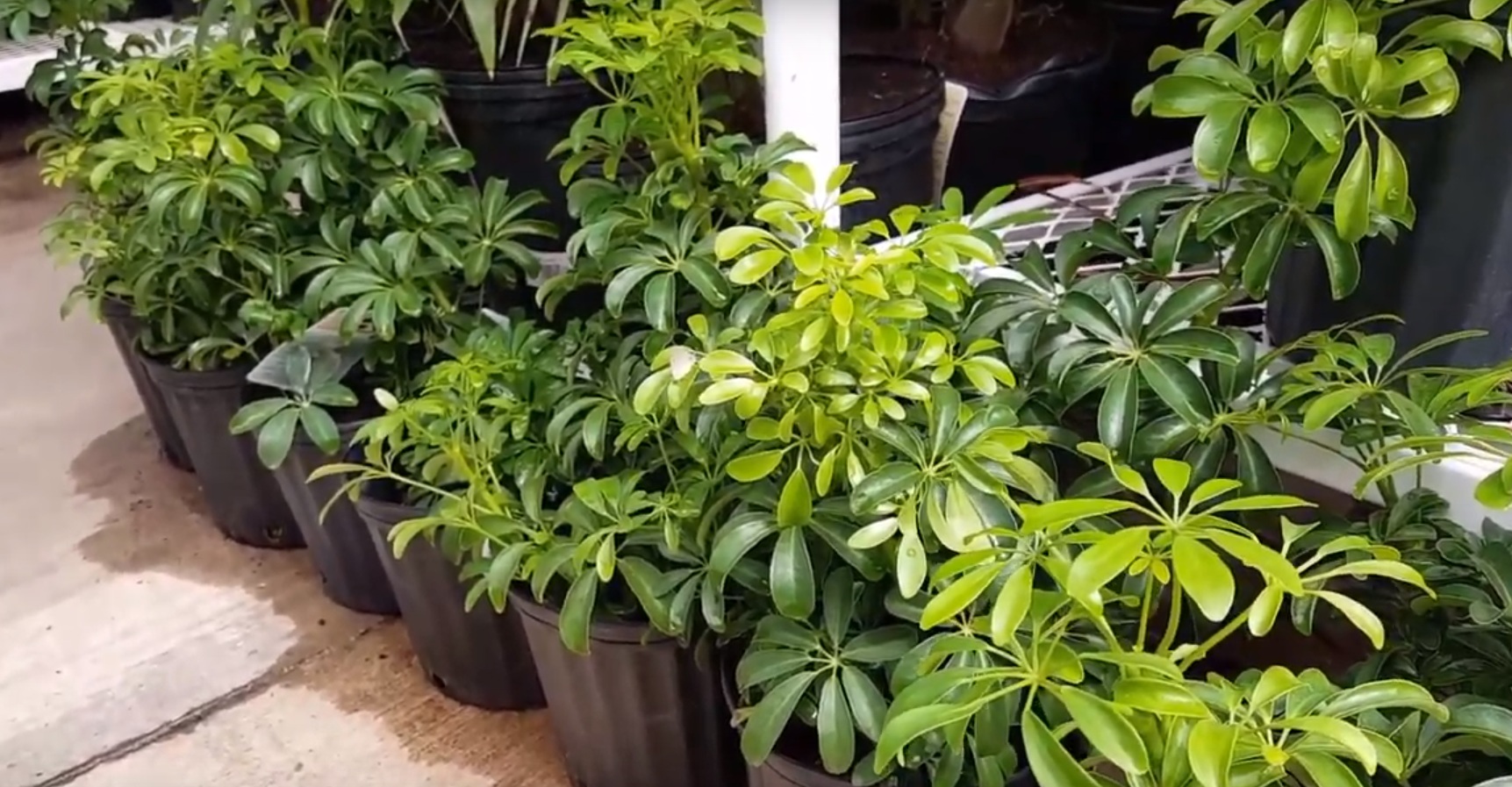Уход за Шеффлера Компакта дома: правила выращивания растения