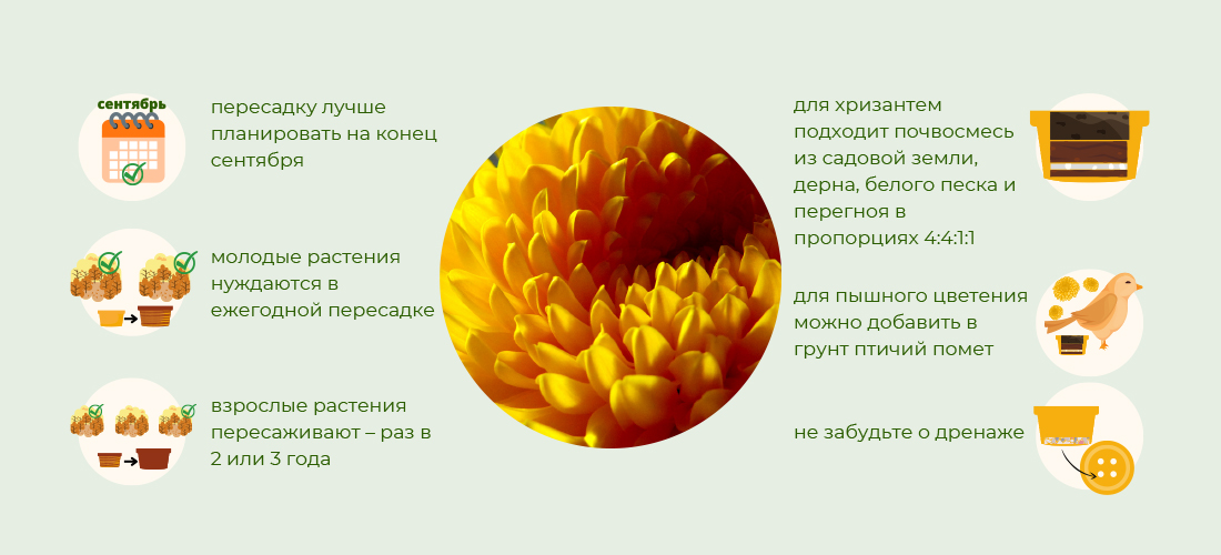 Хризантемы: пересадка