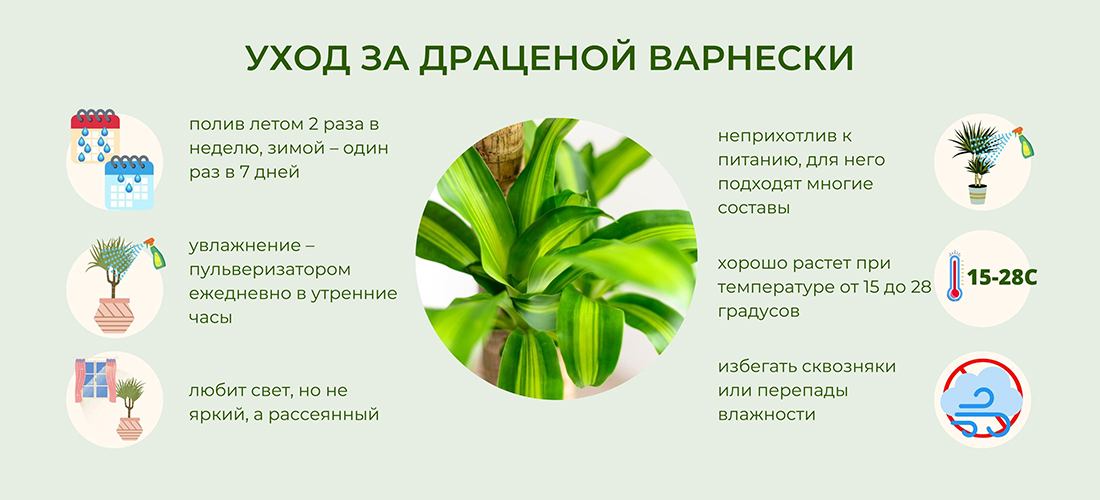 Драцена Массанжеана растение купить Киев, продажа, цена Dracaena Massangeana