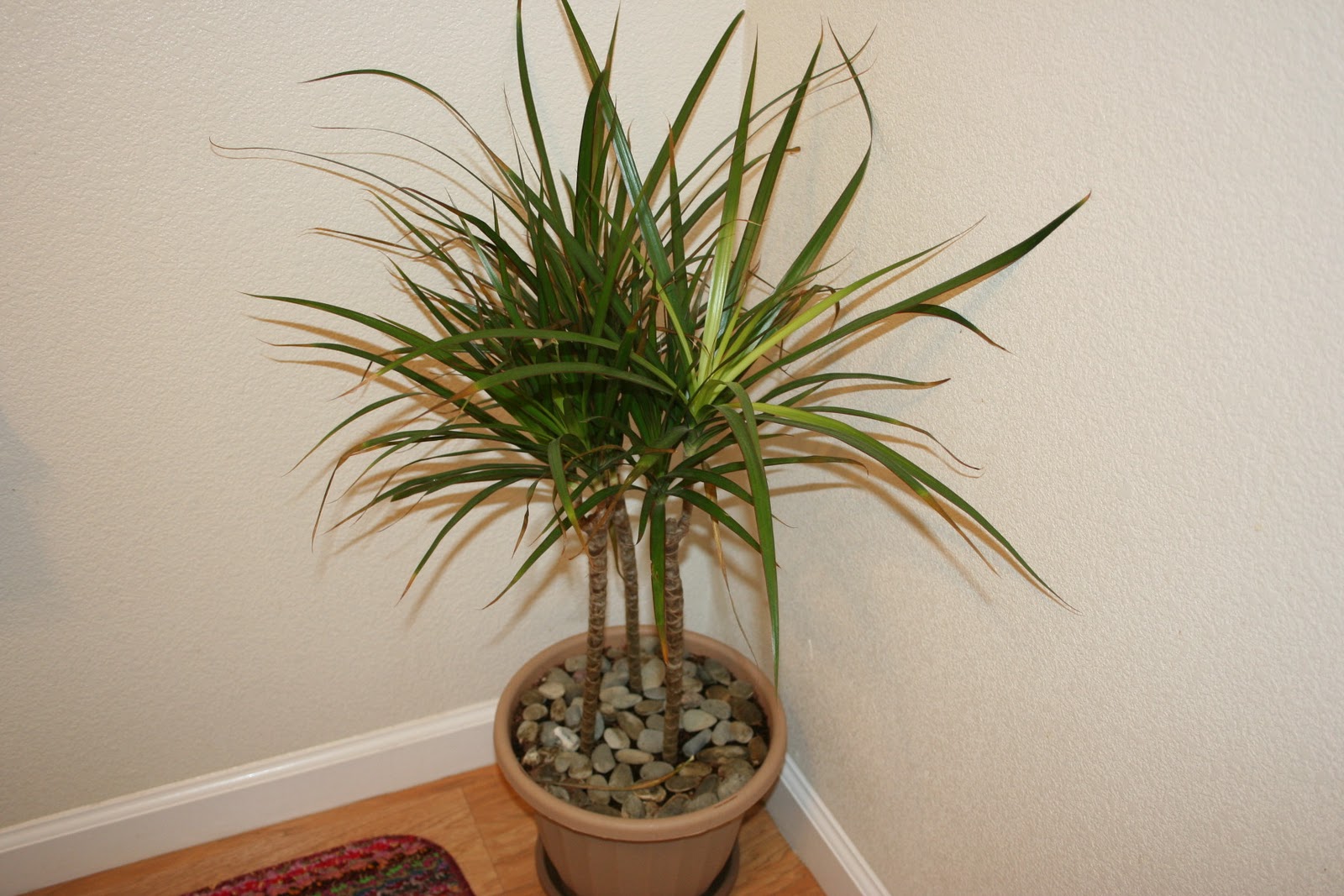 Как пересадить пальму в домашних условиях?