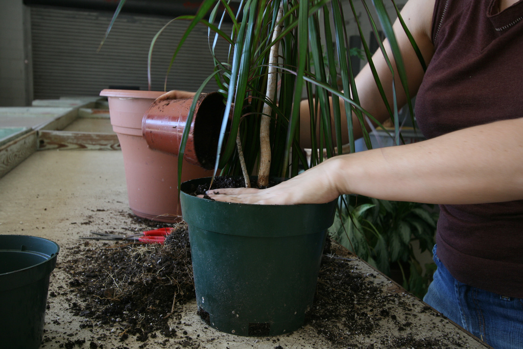 Как пересадить взрослую пальму?