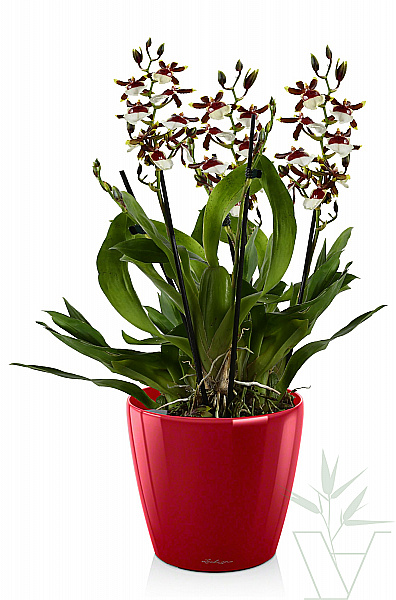 Орхидея Онцидиум  65 см