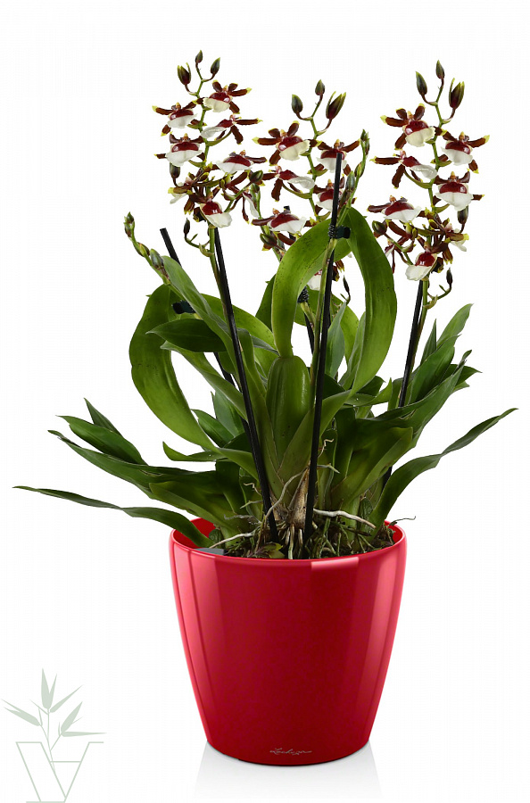Купить комнатные растения Орхидея Онцидиум в кашпо с автополивом LECHUZA,  общая высота - 65 см в магазине ARTPLANTS с доставкой по Москве