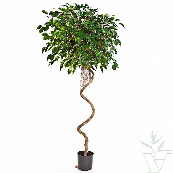 Искусственное растение Фикус Бенджамина спираль, высота - 200 см