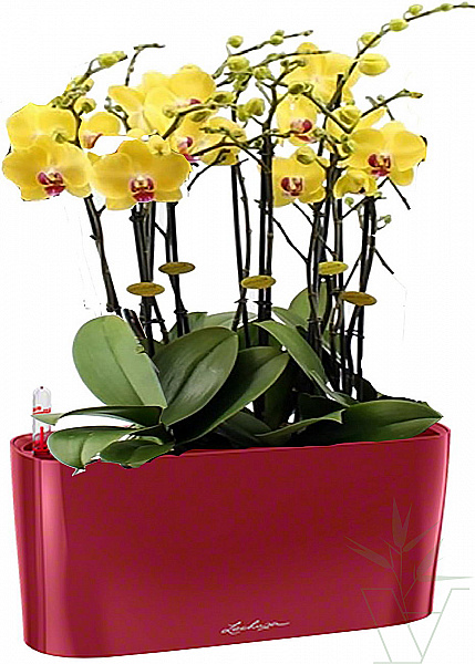 Микс из Орхидей оранжево-желтый в кашпо с автополивом LECHUZA, общая высота - 70 см