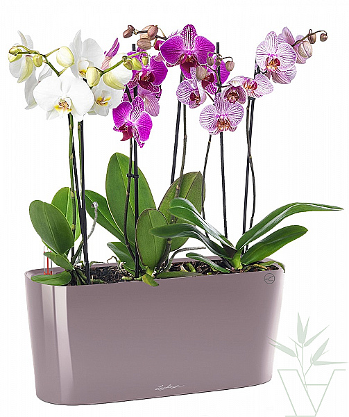 Микс из  Орхидей "Нежный" 60 см