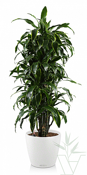 Драцена Артуро в кашпо с автополивом LECHUZA, общая высота растения - 160 см