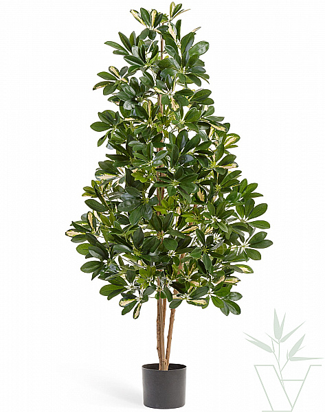 Искусственное растение Шеффлера пестрая, высота - 170 см