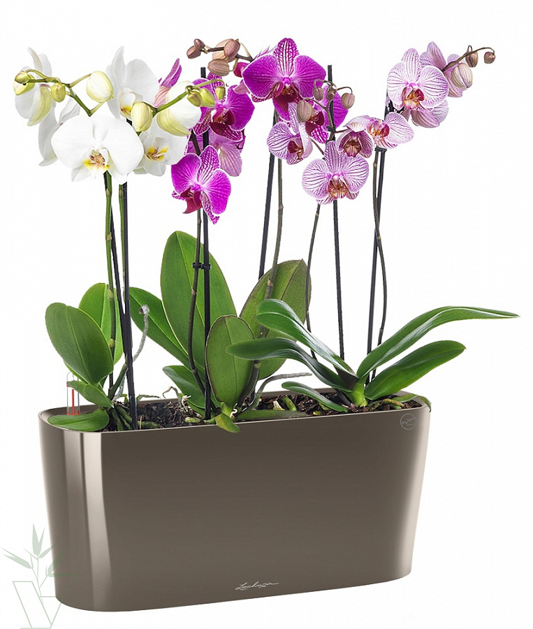Уход за орхидеей микс: тонкости домашнего ухода от флориста