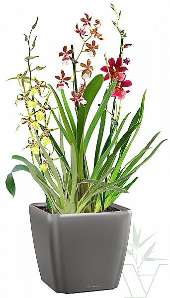 Микс из Орхидей в кашпо с автополивом LECHUZA, общая высота - 70 см