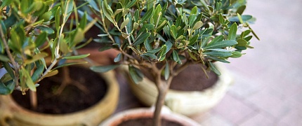 Выращиваем оливковое дерево в горшке: семена, выращивание и уход