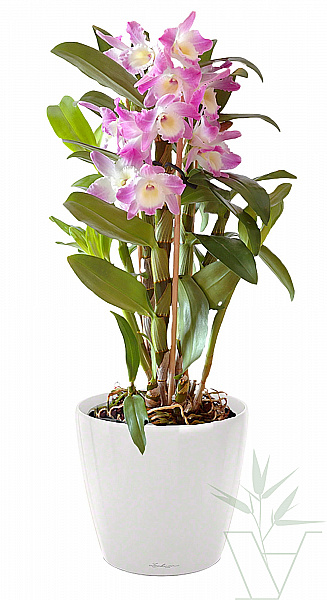 Орхидея Дендробиум микс 60 см