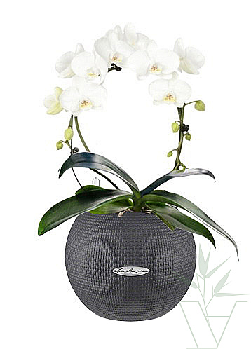 Орхидея фаленопсис каскад белая 50 см