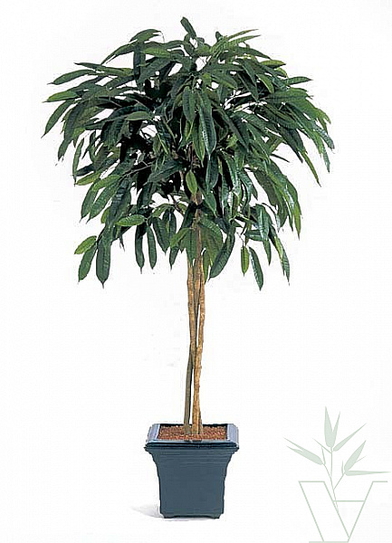Искусственное растение Лонгифолия зонтичная, высота - 180 см