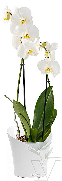 Орхидея Фаленопсис в кашпо с автополивом LECHUZA, общая высота - 65 см