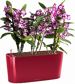 Орхидеи - Страница 27 - Флористика: популярный флористический форум