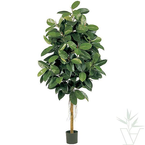 Искусственное растение Фикус Эластика, высота - 180 см