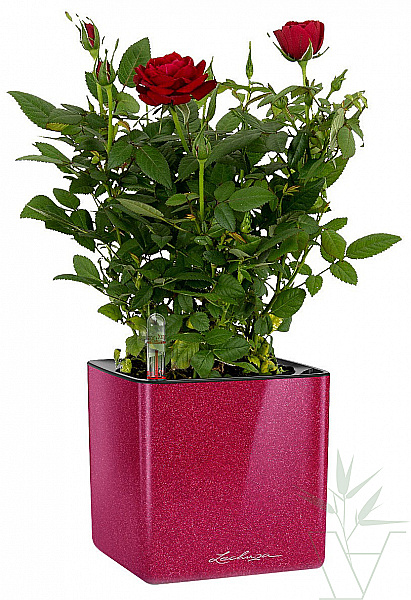 Роза в кашпо с автополивом LECHUZA, высота композиции 30 см