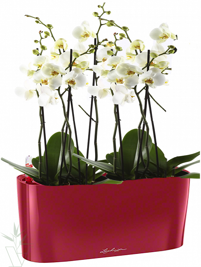 Орхидея Каттлея Купить В Интернет Магазине