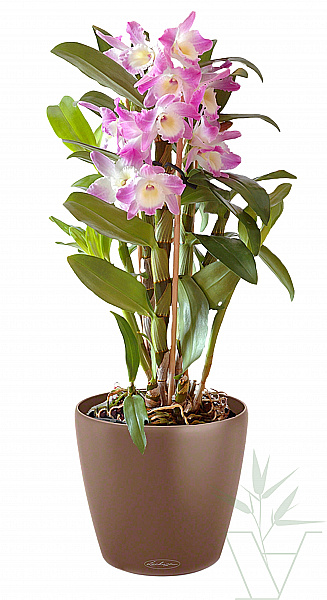 Орхидея Дендробиум в кашпо с автополивом LECHUZA Trend, общая высота - 60 см
