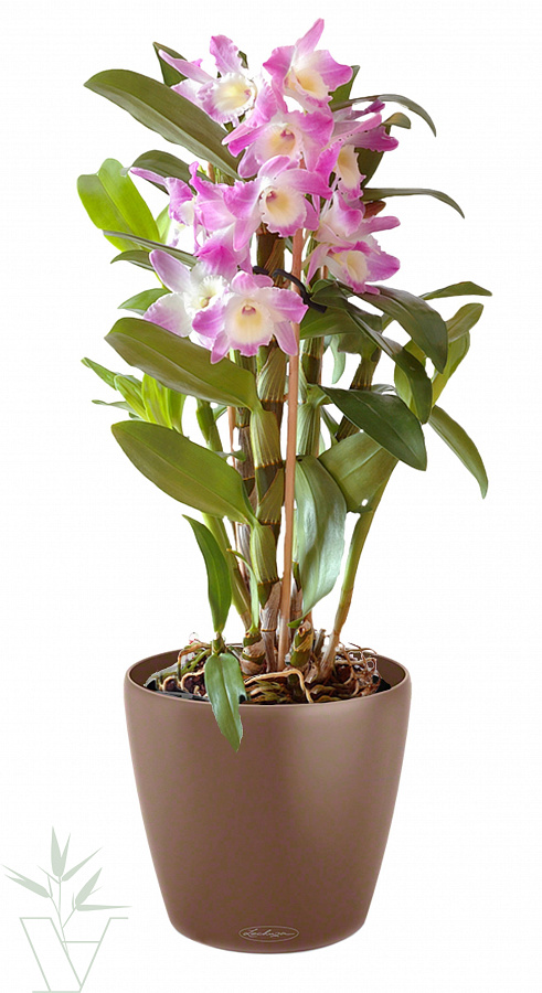 Как продлить цветение орхидей?