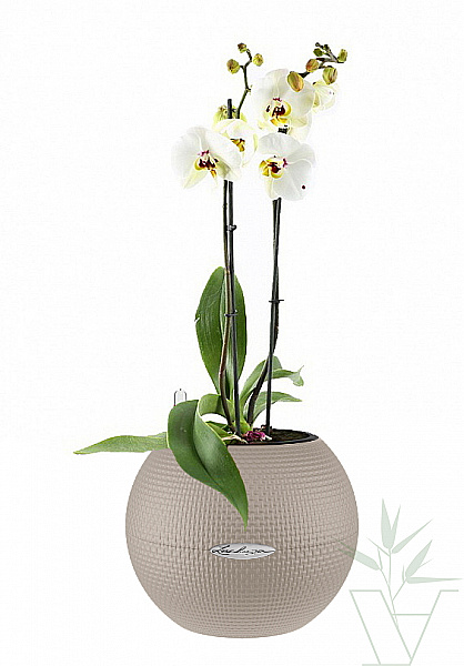 Орхидея Фаленопсис подарочная в кашпо с автополивом LECHUZA, общая высота - 60 см