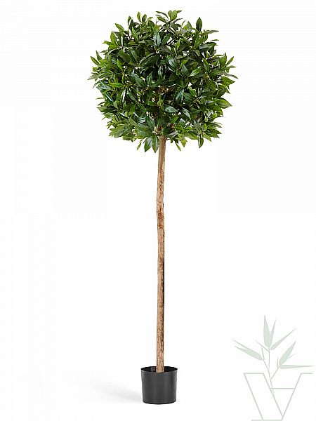 Искусственное растение Лавр шар на стволе, высота - 140 см