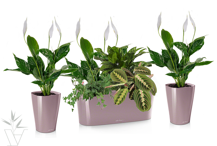 Комнатные растения валберис семена телефон поддержки бизнес онлайн