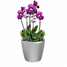 Орхидеи в домашних условиях — как ухаживать за прихотливыми красавицами