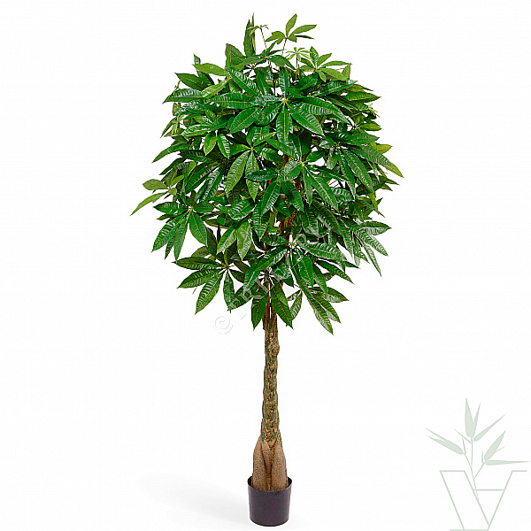 Искусственное растение Пахира на витом стволе, высота - 165 см