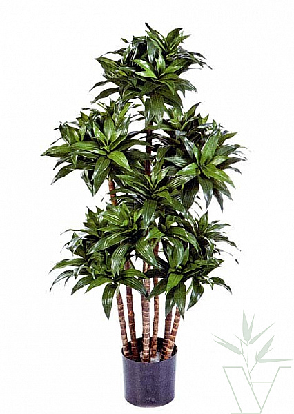 Искусственное растение Драцена Компакта, высота - 120 см