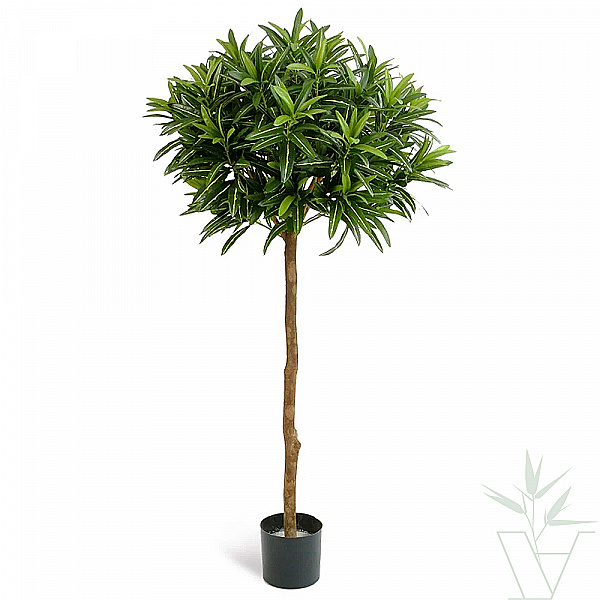 Искусственное растение Кротон Голдфингер зонтичный, высота - 150 см