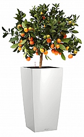 Лимоны на подоконнике: как посадить и ухаживать за лимонным деревом в домашних условиях