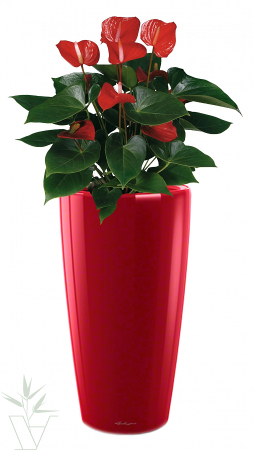 Купить цветы для офиса Антуриум Андрианум в кашпо с автополивом LECHUZA,  общая высота - 100 см в магазине ARTPLANTS с доставкой по Москве
