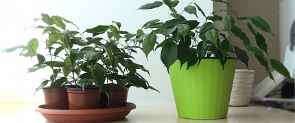 Аспарагус — выращивание и уход в домашних условиях