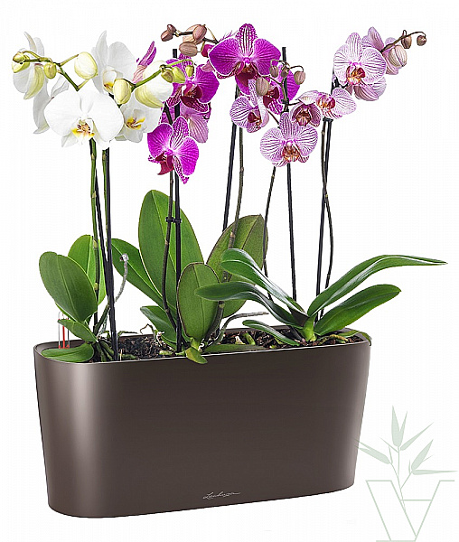 Микс из Орхидей "нежный" в кашпо с автополивом LECHUZA, общая высота - 60 см