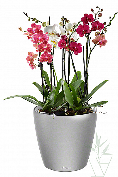 Микс из орхидей бордо 60 см