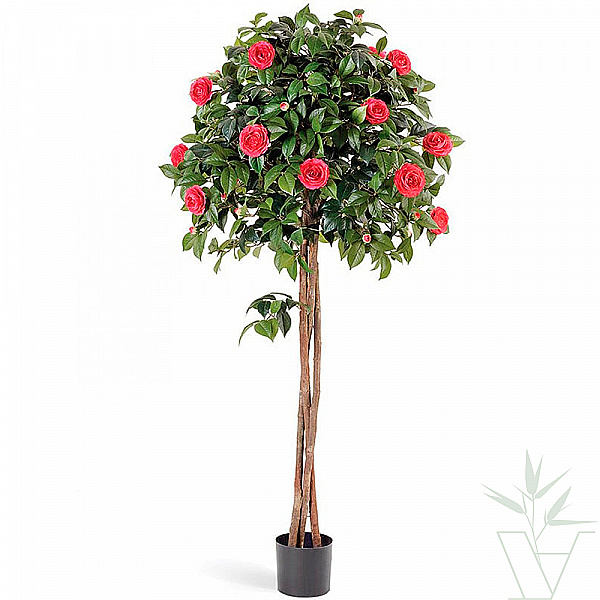 Искусственное растение Камелия на штамбе, высота - 160 см