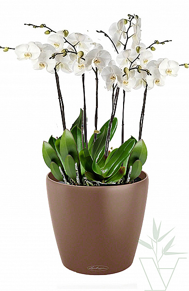 Микс из Орхидей  trend 60 см