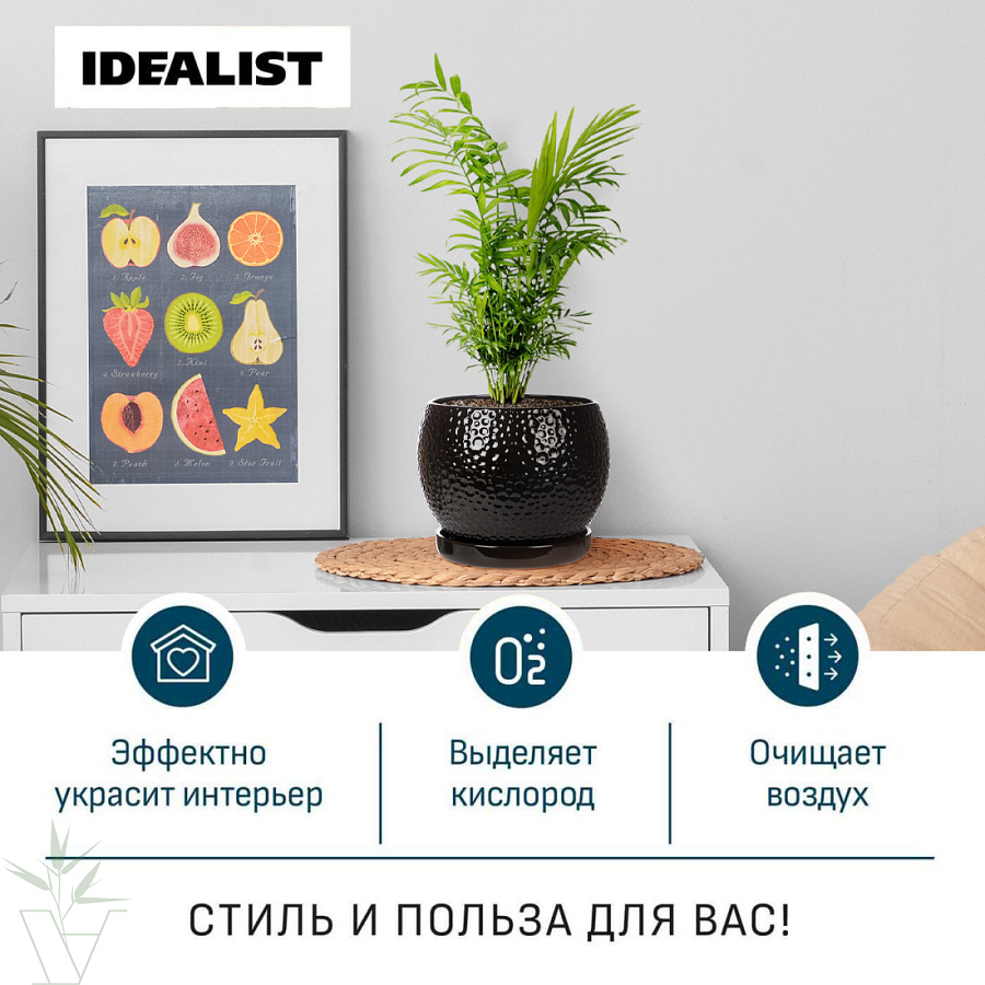 Купить комнатные растения Хамедорея в кашпо IDEALIST на ножках, общая  высота – 45 см в магазине ARTPLANTS с доставкой по Москве