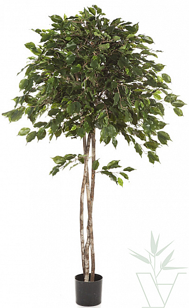 Искусственное растение Фикус Бенджамина зонтичный, высота - 180 см