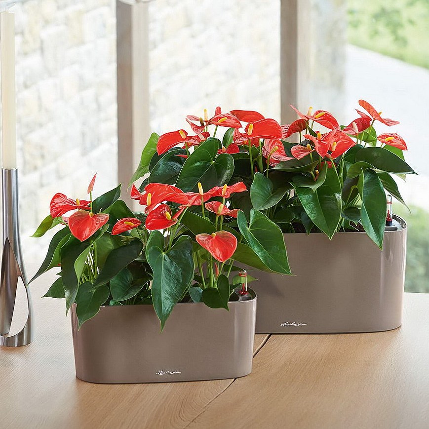 Большие цветы