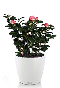 Камелия