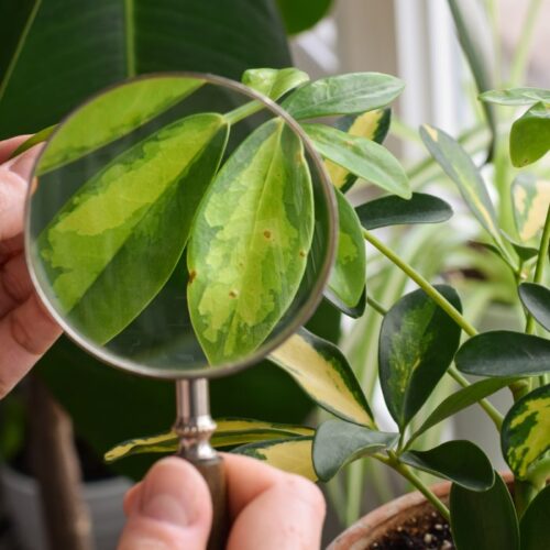 Closeup person using magnifying glass to examine leaves of schefflera houseplant for pests and disease Closeup person using magnifying glass to examine leaves of schefflera houseplant for pests and disease